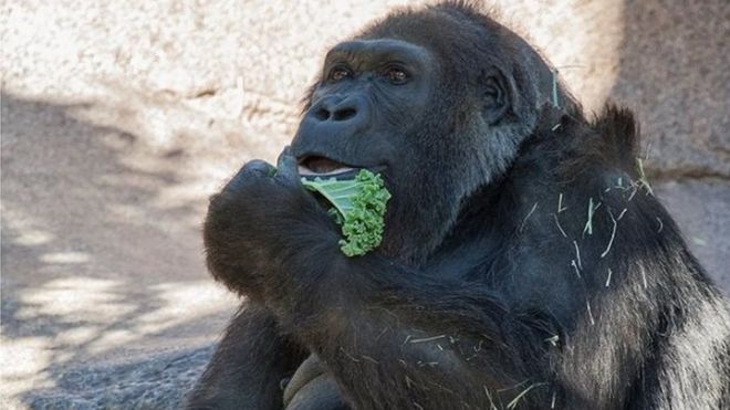 В Сан-Диего умерла одна из самых старых в мире горилл.Вокруг Света. Украина