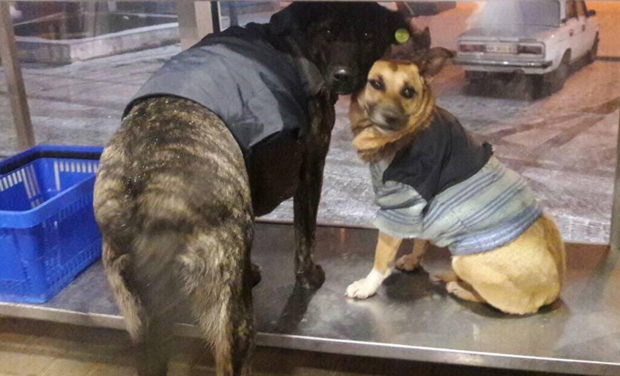 В Кременчуге бездомных собак нарядили в пиджаки.Вокруг Света. Украина
