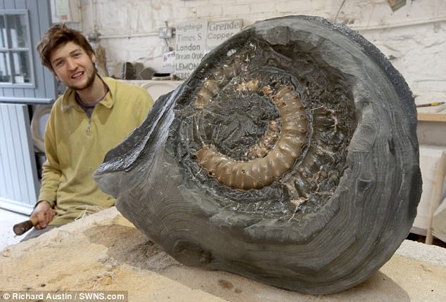 Каменотес из Девона случайно нашел аммонит, которому 190 миллионов лет.Вокруг Света. Украина