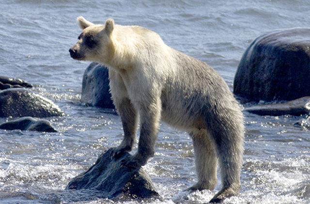 На Курильских островах поседели медведи.Вокруг Света. Украина