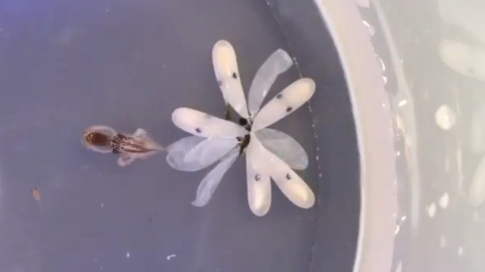 Аквариум в Вирджинии показал рождение малышей осьминога.Вокруг Света. Украина