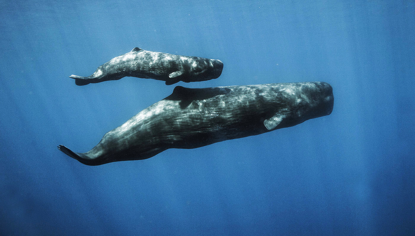 Whale Watching: как встретить кита в океане?.Вокруг Света. Украина