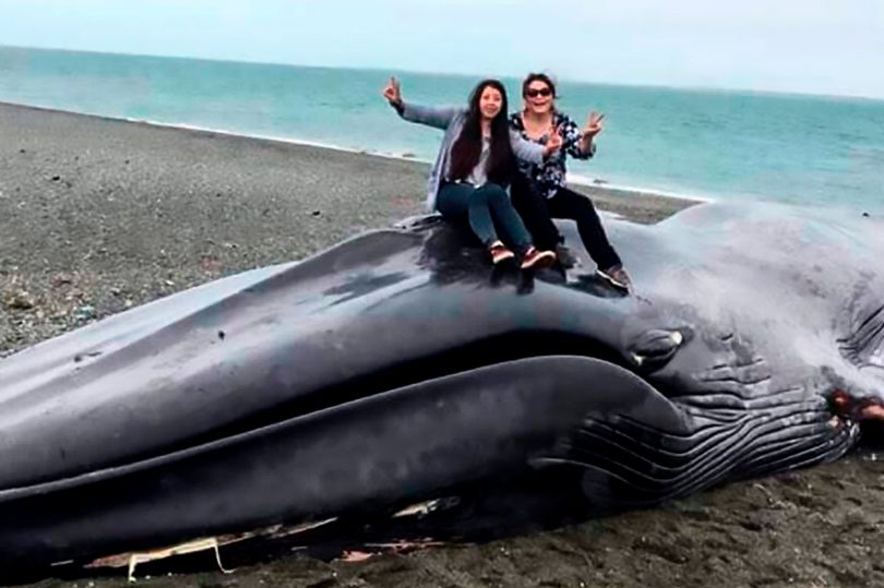 Граффити на коже и фото на память: в Чили надругались над телом мертвого кита.Вокруг Света. Украина