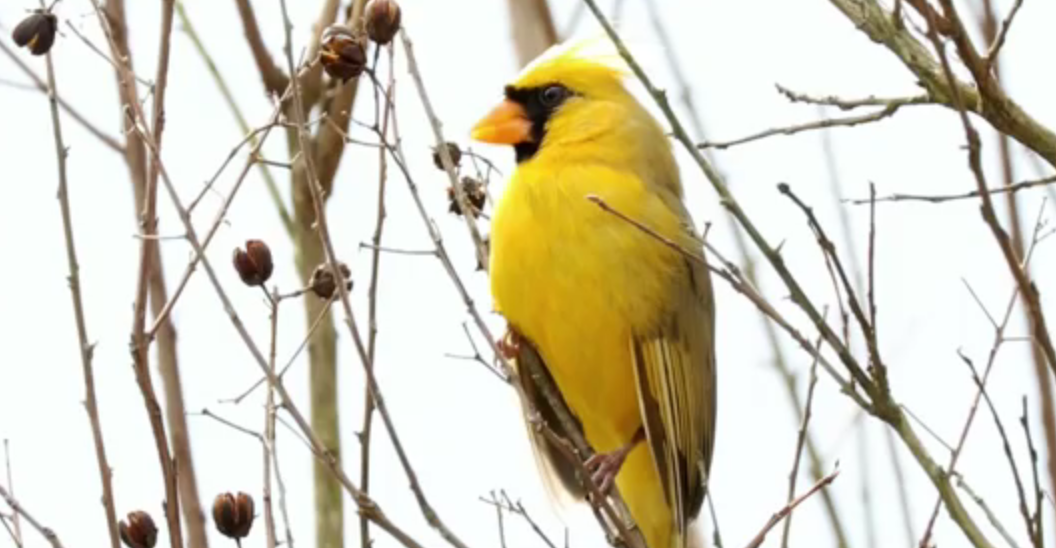 В США нашли редчайшего желтого кардинала.Вокруг Света. Украина