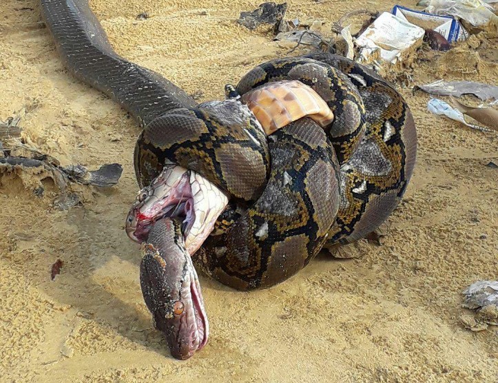 Смертельная схватка: питон и кобра убили друг друга.Вокруг Света. Украина