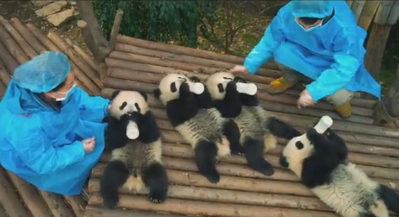 На IMAX-экранах  покажут фильм о жизни панд.Вокруг Света. Украина