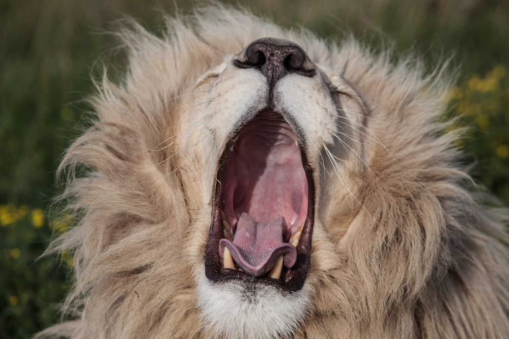 В Африке львы съели браконьера.Вокруг Света. Украина