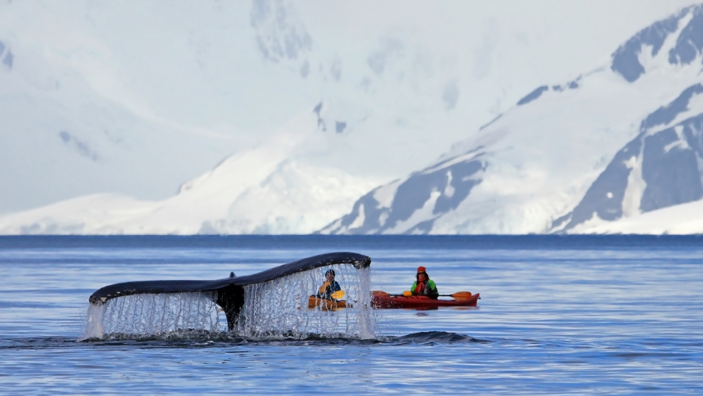Ученые сняли редкое подлёдное видео кормежки кита.Вокруг Света. Украина