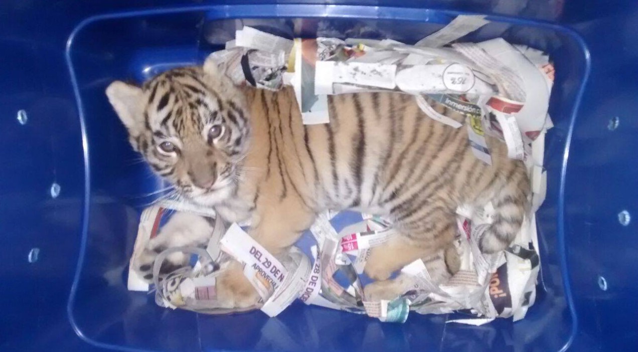 Мексиканец отправил по почте коробку с живым тигром.Вокруг Света. Украина