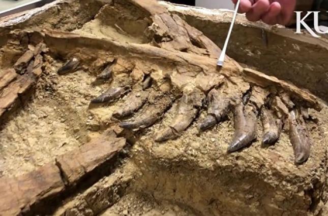 Палеонтологи Монтаны нашли останки младенца-тираннозавра.Вокруг Света. Украина