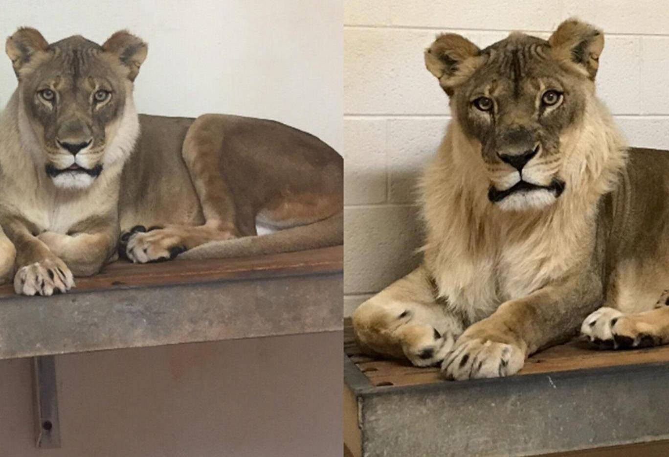 В американском зоопарке львица стала львом