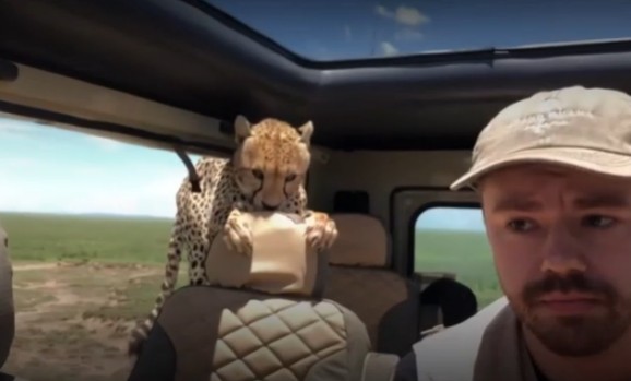 В Танзании два гепарда атаковали машину туристов