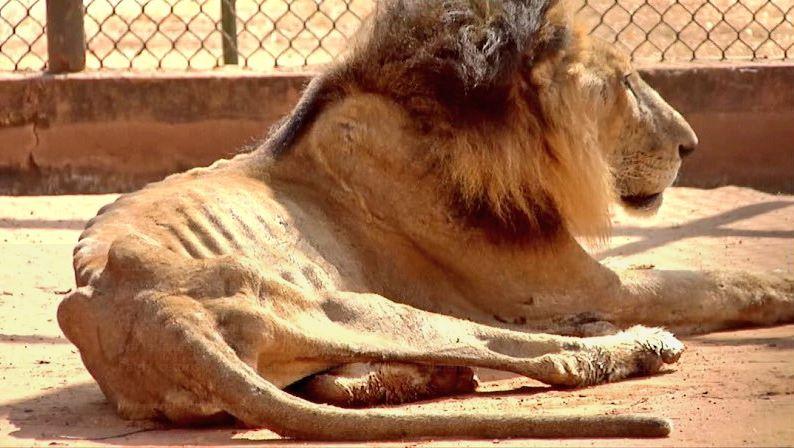 В зоопарке Венесуэлы животные умирают от голода.Вокруг Света. Украина