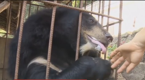 Китайский фермер вырастил из собаки медведя.Вокруг Света. Украина