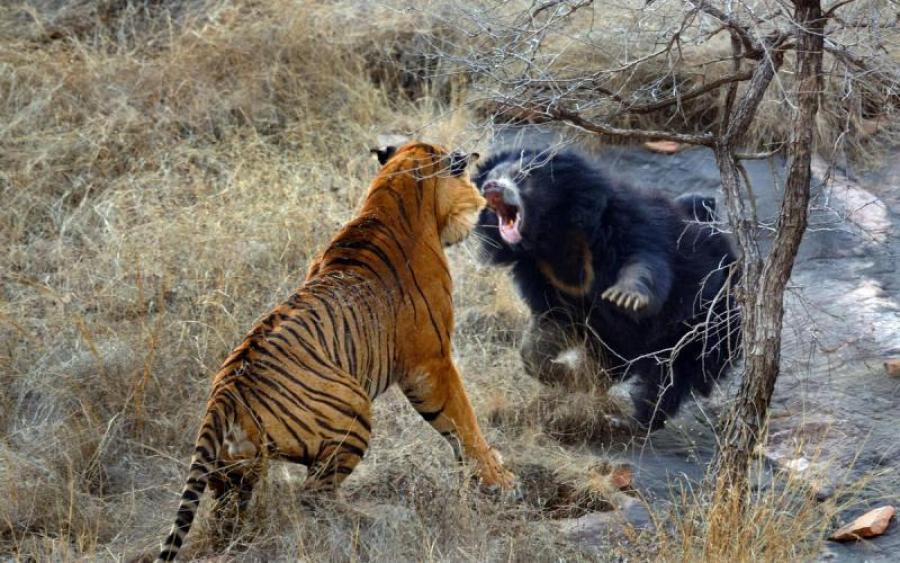 Cхватка тигра с медведем — видео
