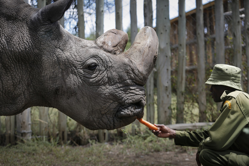 В мире осталось три белых носорога. Один из них смертельно болен.Вокруг Света. Украина