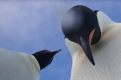 В  Антарктиде пингвины сделали селфи-видео.Вокруг Света. Украина