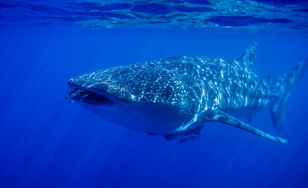 Ученые поплавали с китовой акулой у Галапагосских островов.Вокруг Света. Украина