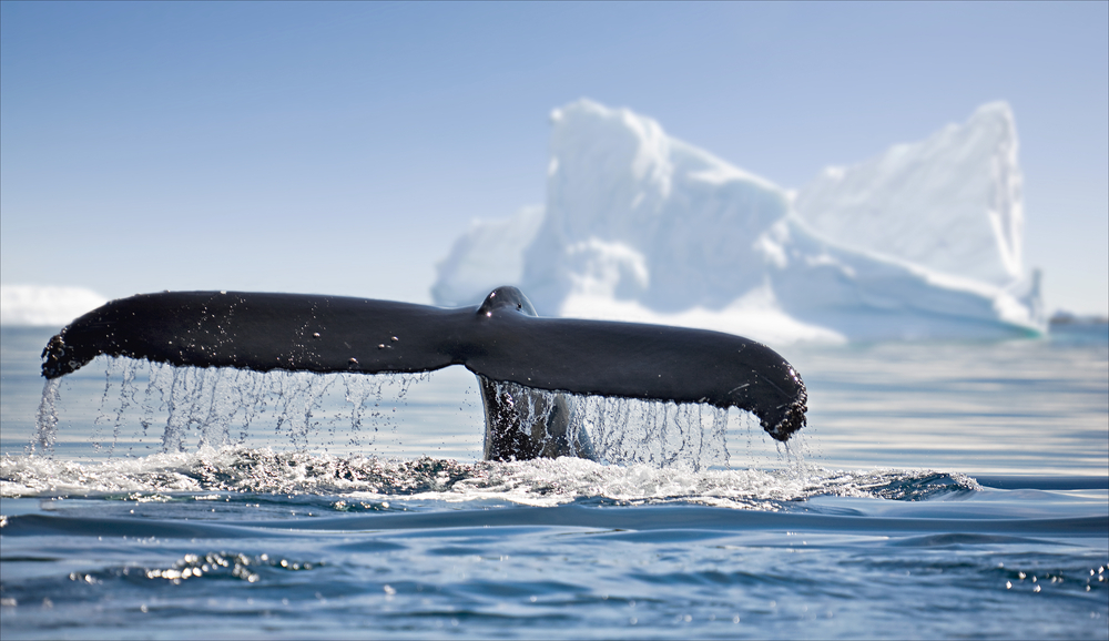 Украинцы в Антарктике опознают каждого кита.Вокруг Света. Украина