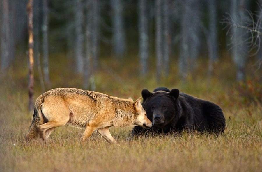 Фотограф подсмотрел дружбу волка и бурого медведя.Вокруг Света. Украина