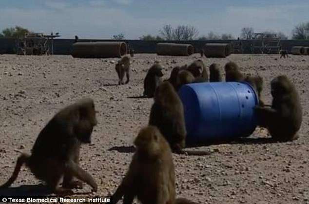 Изобретательные бабуины сбежали из лаборатории в Техасе (видео).Вокруг Света. Украина