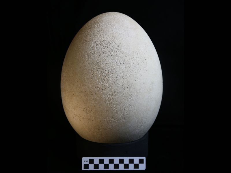 Гигантское яйцо вымершей птицы-слона случайно обнаружили в запасниках музея.Вокруг Света. Украина