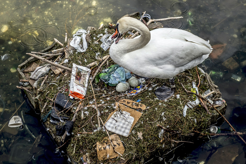 В Копенгагене лебедь свил гнездо на мусорном острове (фото)