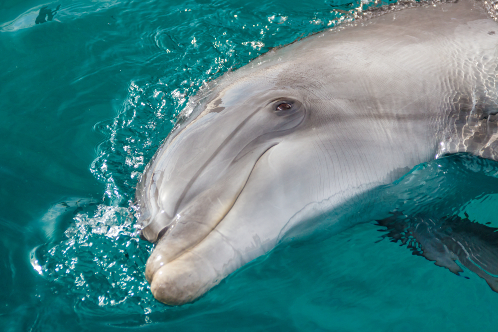 Сотни дельфинов погибли у берегов Рио-де-Жанейро.Вокруг Света. Украина