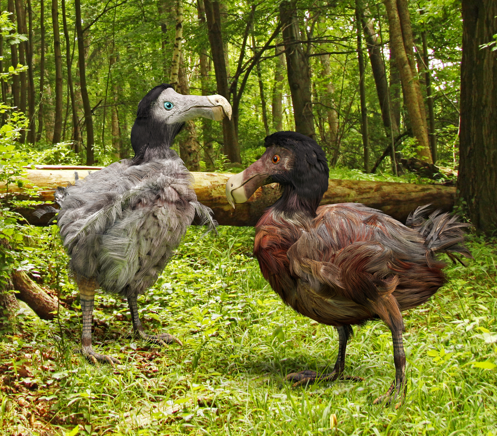Ученые разгадали тайну вымершей птицы додо.Вокруг Света. Украина