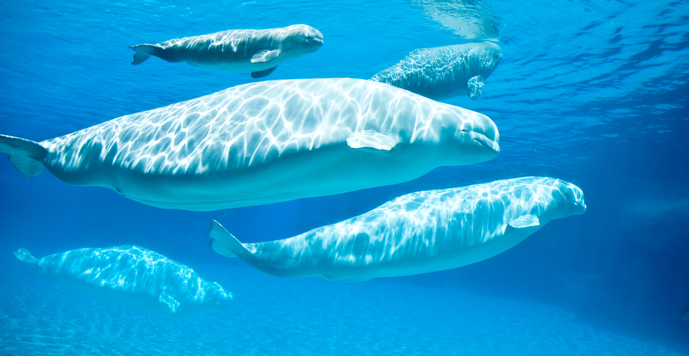 У белых китов существуют традиции и память рода.Вокруг Света. Украина