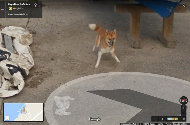 Японский пес стал героем Google Street View.Вокруг Света. Украина