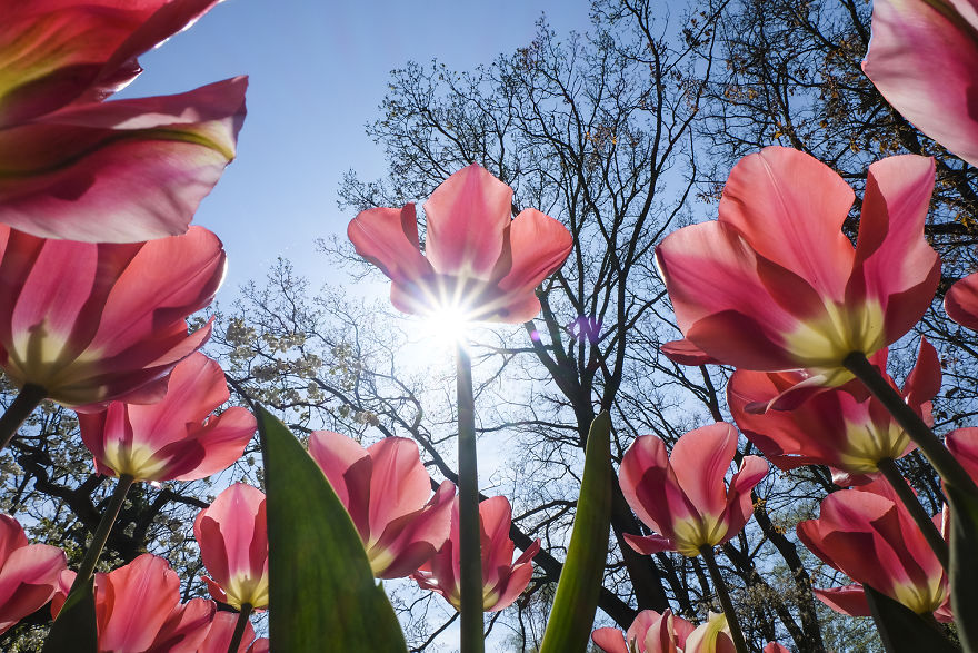 В Нидерландах одновременно расцвели 7 миллионов тюльпанов.Вокруг Света. Украина