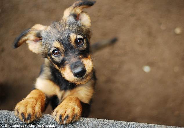 Здоровье собаки зависит от месяца рождения: биологи.Вокруг Света. Украина