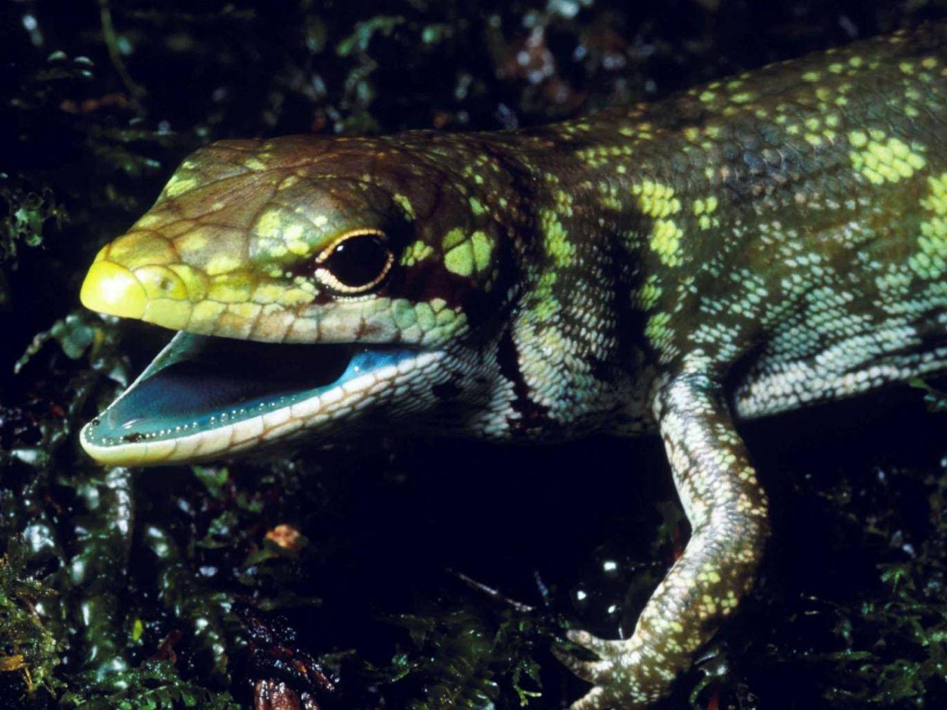 В Новой Гвинее нашли ящериц с зеленой ядовитой кровью.Вокруг Света. Украина