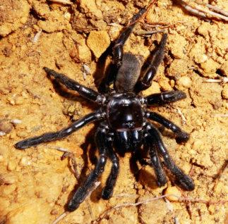 В Австралии нашли самого старого в мире паука.Вокруг Света. Украина