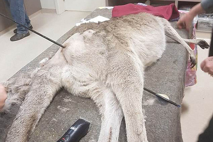 В Австралии кенгуру прожил две недели со стрелой в животе и кенгуренком в сумке.Вокруг Света. Украина