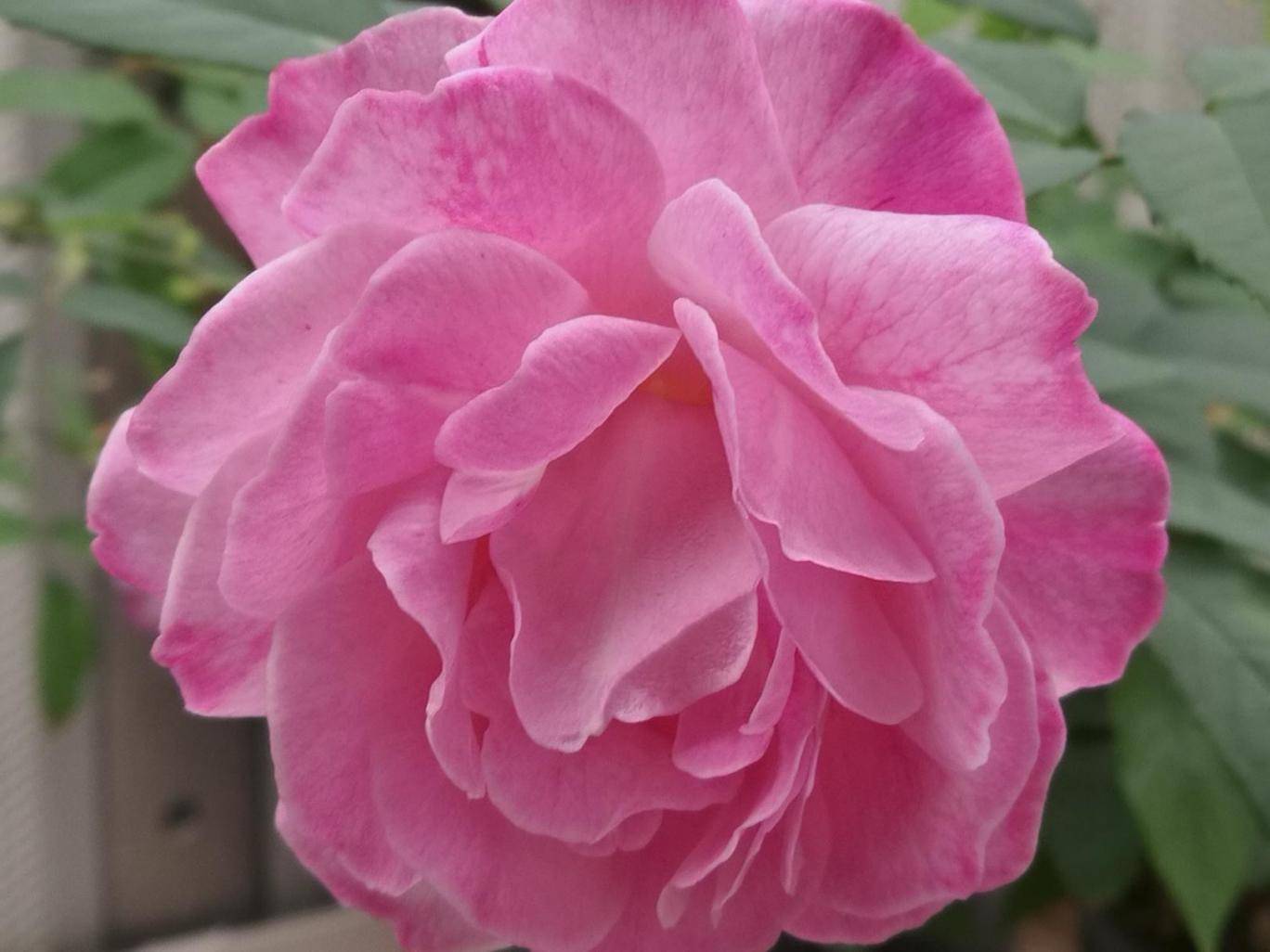 Ученые расшифровали геном розы, чтобы управлять ее запахом и цветом.Вокруг Света. Украина