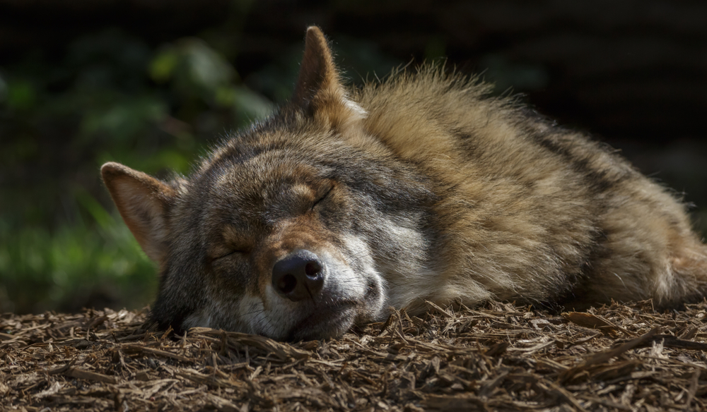 Снято на месте преступления: в Дании застрелили краснокнижного волка (видео).Вокруг Света. Украина