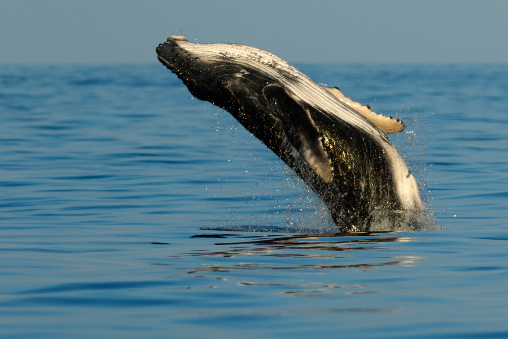 В океане все больше китов без хвоста. И в этом виноваты люди.Вокруг Света. Украина
