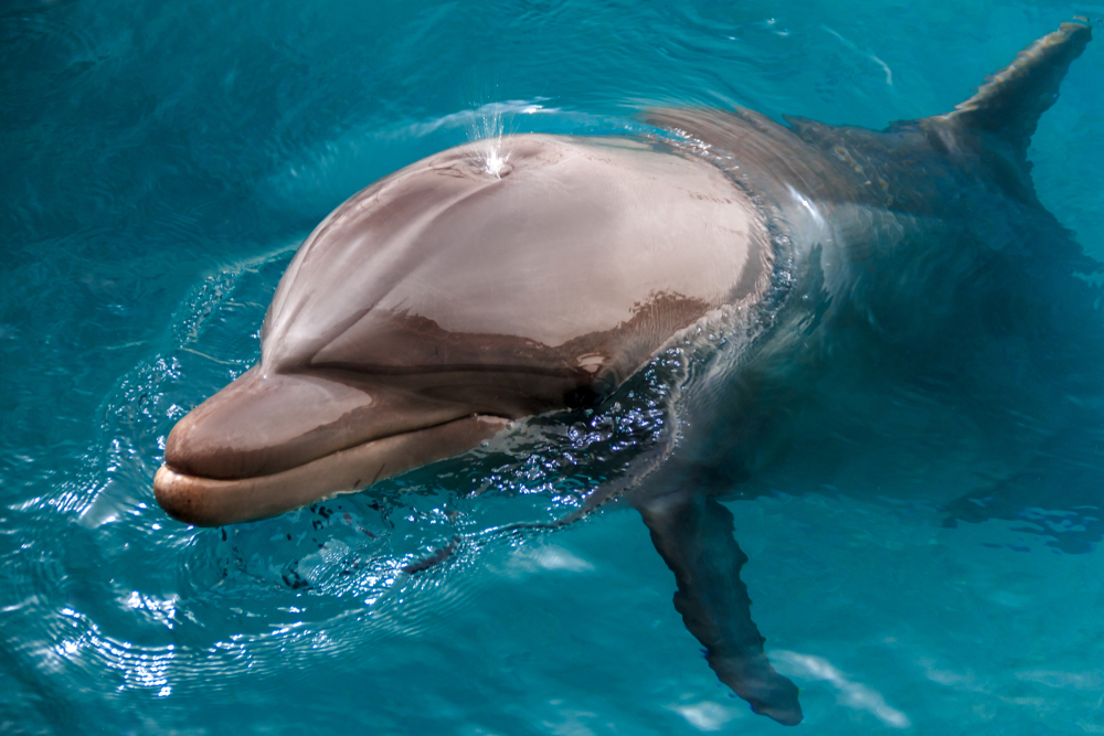 Биологи измерили уровень счастья дельфинов.Вокруг Света. Украина