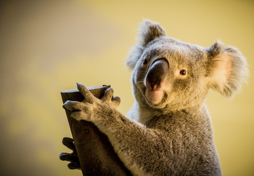 В Австралии коала ловила рыбу на удочку