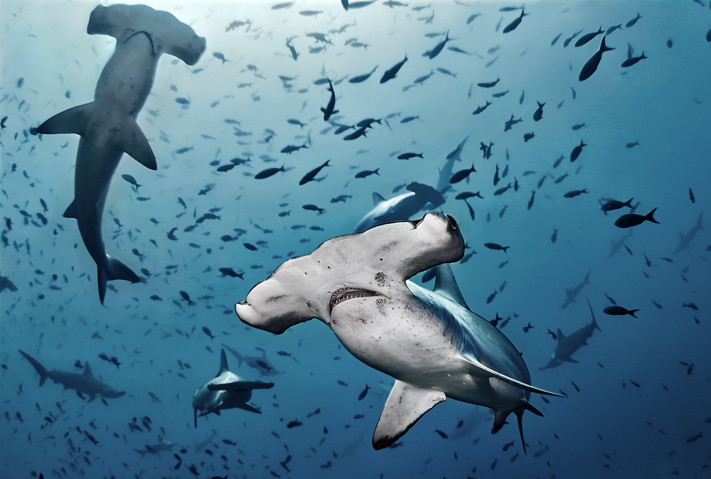 Исчезающих акул обнаружили в Тихом океане с помощью ДНК-тестов воды.Вокруг Света. Украина