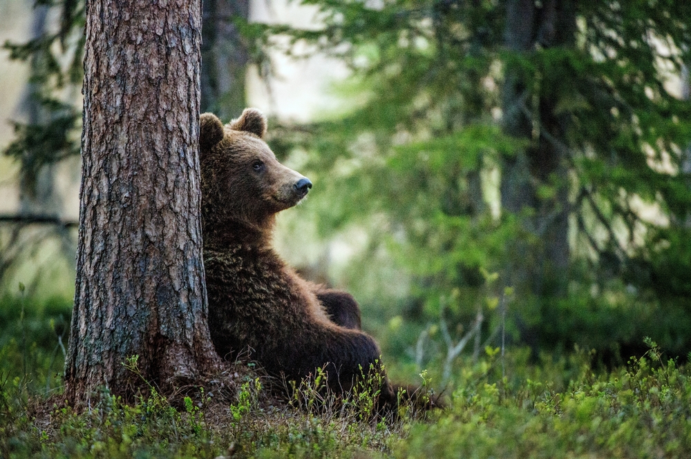 Заблудившихся в тайге российских подростков спас медведь. Или дерево