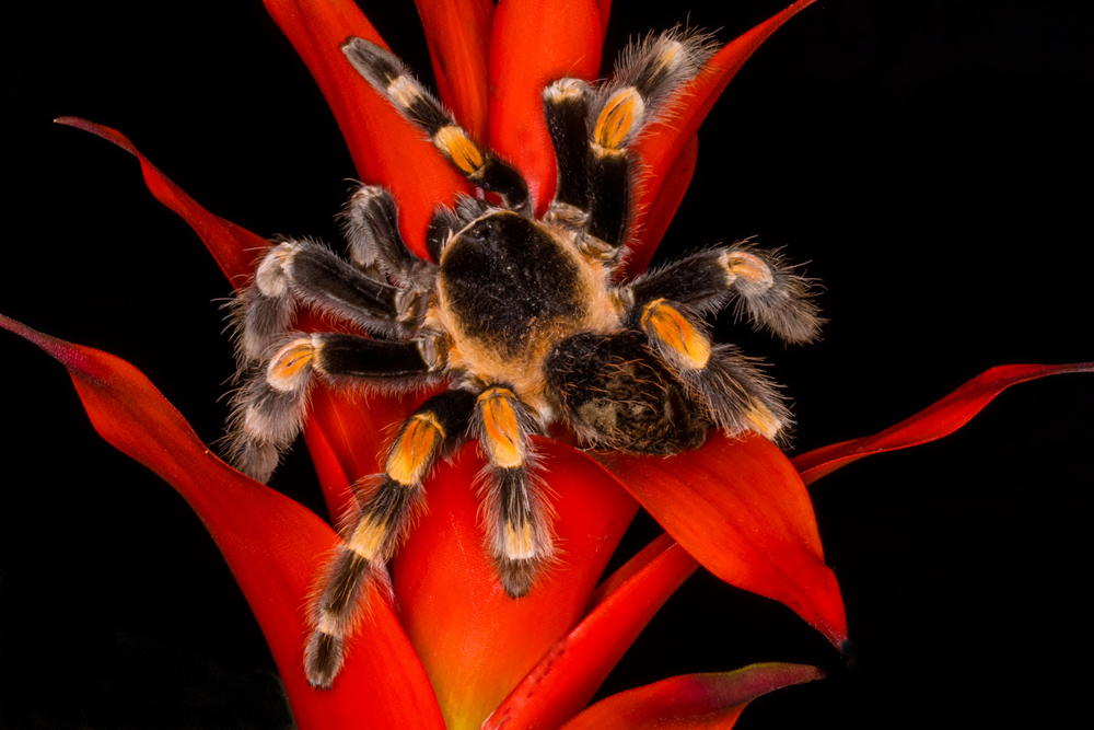 Отруйний тарантул скидає шкіру: таймлапс-відео із зоопарку Цинциннаті.Вокруг Света. Украина