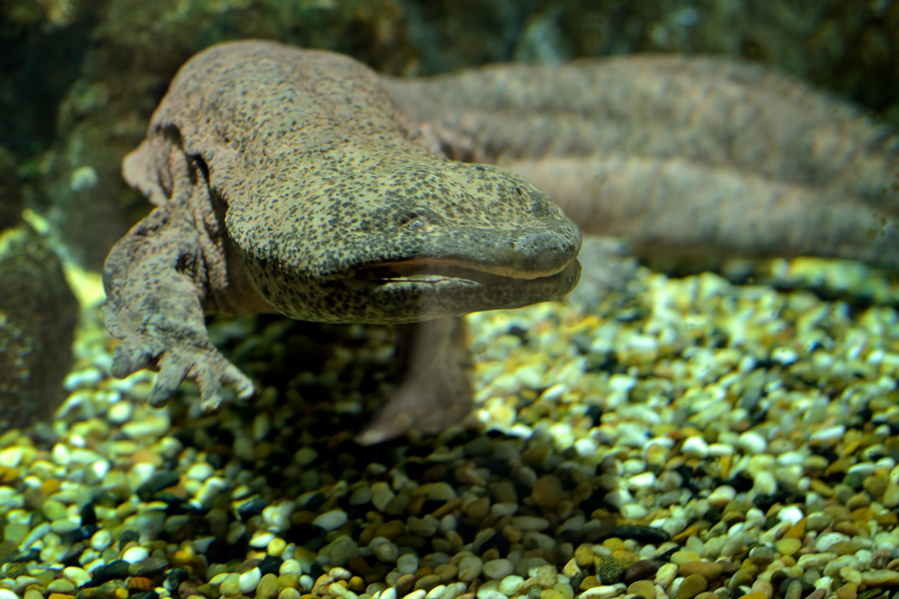 5 редких видов гигантских саламандр могут исчезнуть в ближайшие годы.Вокруг Света. Украина