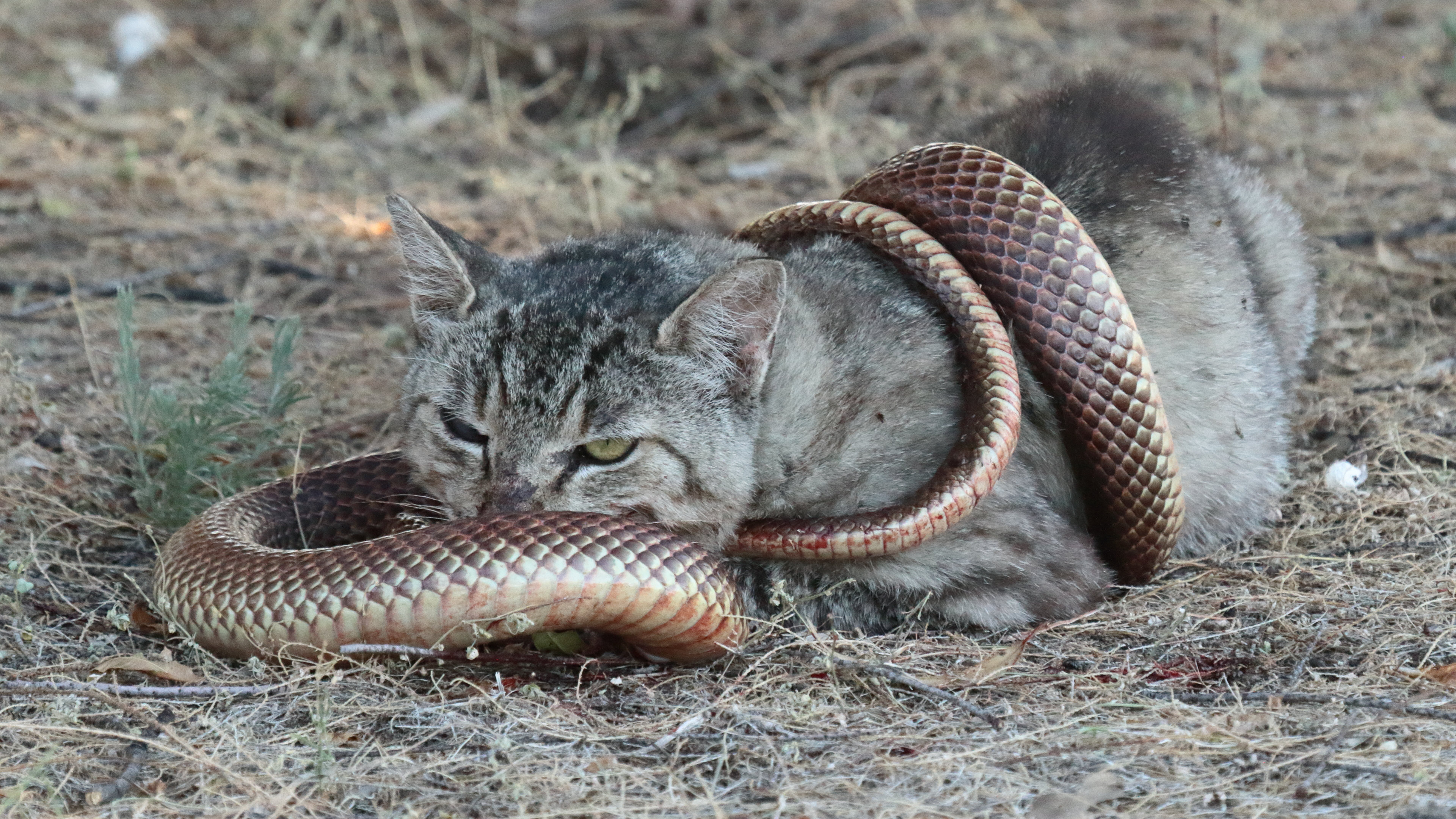 Сон змея ест змею. Одичавшие кошки Австралии. Дикие кошки Австралии. Кошка змея. Одичавшая австралийская кошка.