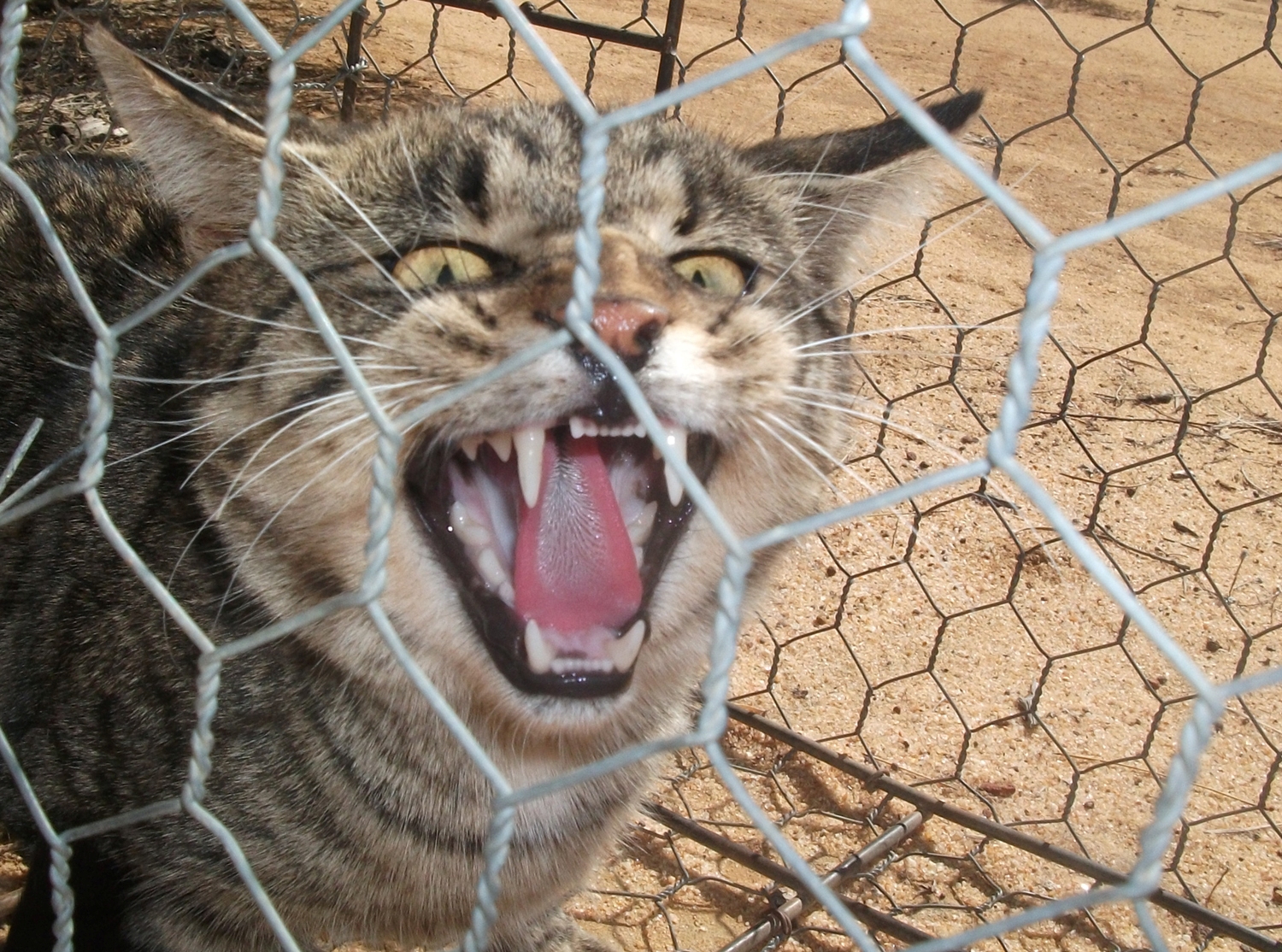 В Австралии построили 44-километровый забор от кошек.Вокруг Света. Украина