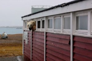 В Норвегии полярный медведь залез в окно отеля и застрял
