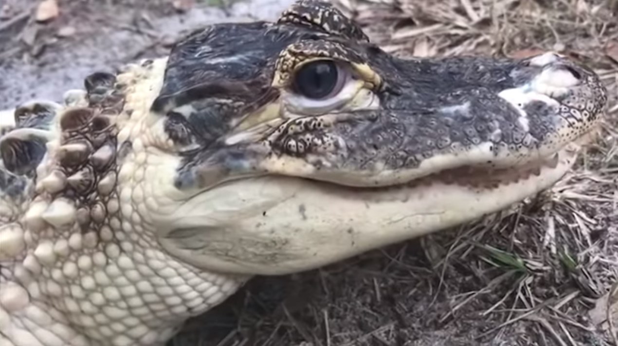 Во Флориде украли уникального белого аллигатора.Вокруг Света. Украина