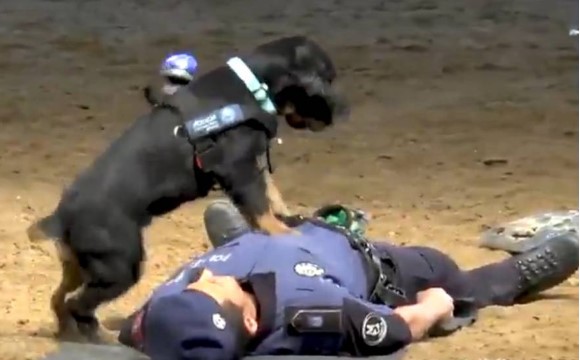 Испанские полицейские показали собаку-реаниматолога.Вокруг Света. Украина